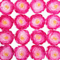 【Rose Night Special】Picasso Petals - Rose - Total 6 Styles