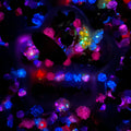 Endless Summer - Nail & Beads Mix-glow(miki)- NailC