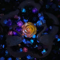 【30%OFF + Buy One Get Equal Volume for Free】Swan Nail Charm + Rose Mix-glow(Miki)- FC1
