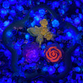 Spring Glimmer - Nail Charm + Rose Mix- glow(Miki)- FC1