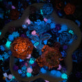 【30%OFF + Buy One Get Equal Volume for Free】Abalone Nail charm + Rose Mix-glow(Miki)- FC1