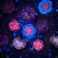 【30%OFF + Buy One Get Equal Volume for Free】Pink & Blue  Mix-glow(Miki)- FC1