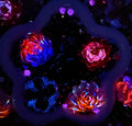 【Buy One Get Equal Volume for Free】Romantic Rose Mix-glow(Miki)- FC1