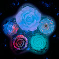 Sea Glass Petals Rose Mix - glow(Miki)-FC1